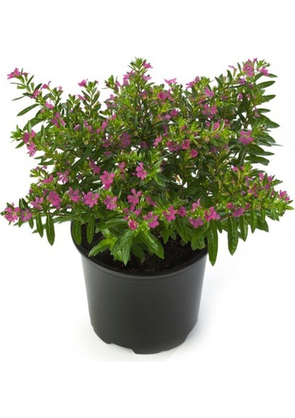 Kufeya Cennet Çiçeği Pembe 10-20 cm