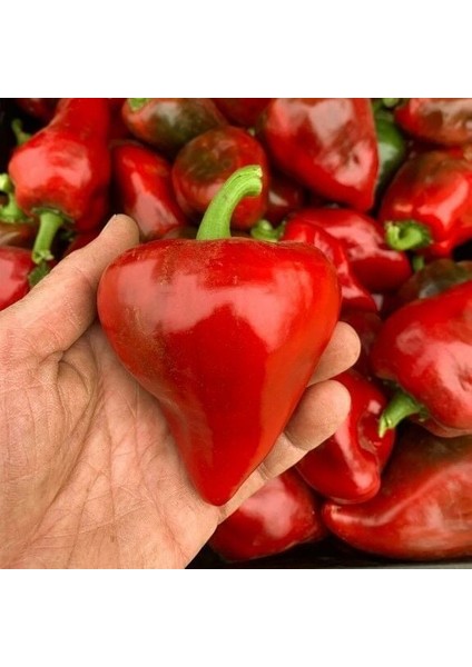 Doğal Geleneksel Lesya Tatlı Biber Tohumu (15 Tohum)