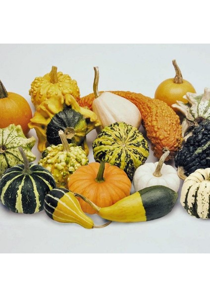 Karışık Süs Su Kabağı Tohumu (10 Tohum)