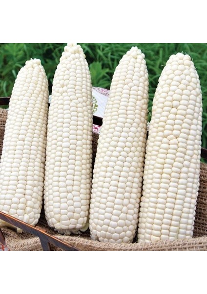 Doğal Geleneksel Hickory King White Beyaz Süt Mısırı Tohumu(5 Tohum)
