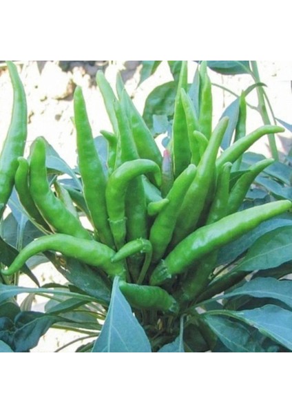 Geleneksel Five Finger Acı Süs Biberi Tohumu (70 Tohum)