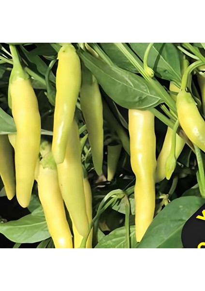 Geleneksel Yellow Stone Acı Biber Tohumu (50 Tohum)