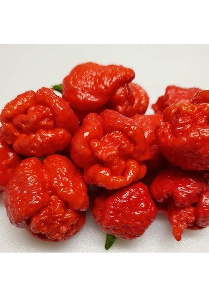 Trinidad Moruga Scorpion Akrep Biber Tohumu Dünyanın En Acı 2. Biberi Tohumu (4 Tohum)