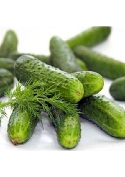 Bol Döken Rocket F1 Turşuluk Kornişon Hyar Tohumu (10 Tohum)