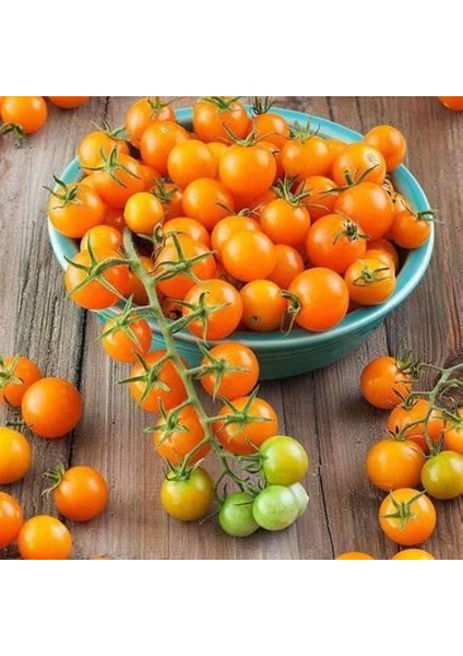 Heirloom Gold Nugget Domates Tohumu (15 Tohum)