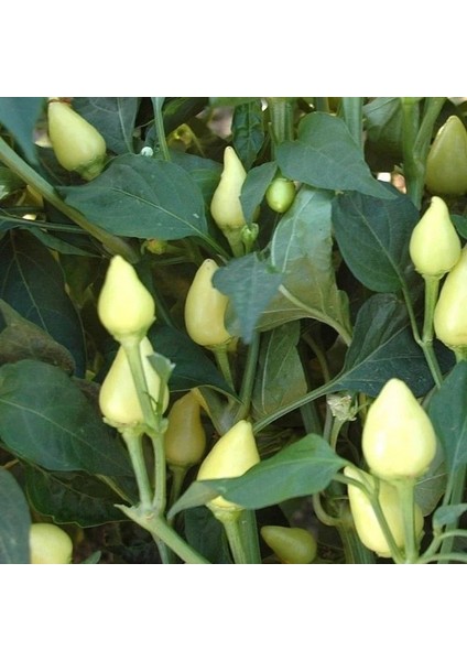 Doğal Tombul Turşuluk Acı Süs Biberi Tohumu (70 Tohum)