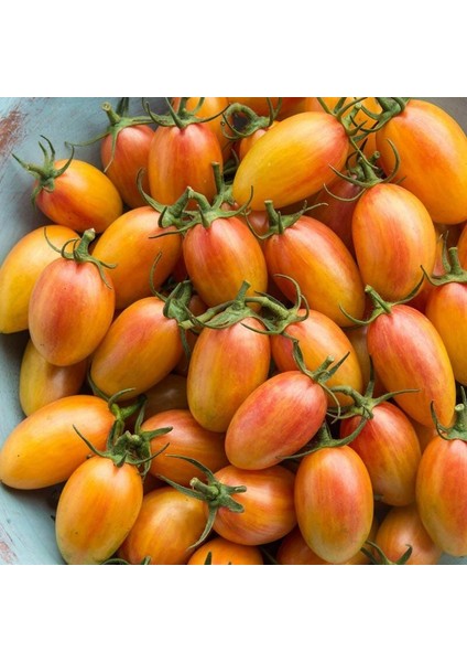 Blush Cherry Domates Tohumu (15 Tohum)