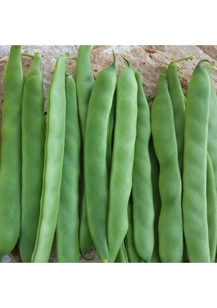 Geleneksel Oturak Kılçıksız Alman Ayşe Tipi Fasulye Tohumu (20 Tohum)