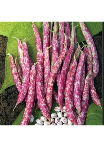 Doğal Anadolu Geleneksel Oturak Barbunya Tohumu (20 Tohum)