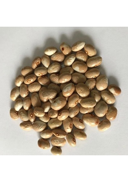 Tombul Ayşe Kadın Sırık Çarşamba Fasulye Tohumu (10 Tohum)