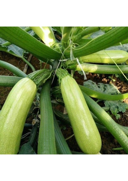 Doğal Geleneksel Kolsuz Beyaz Kabak Tohumu (20 Tohum)