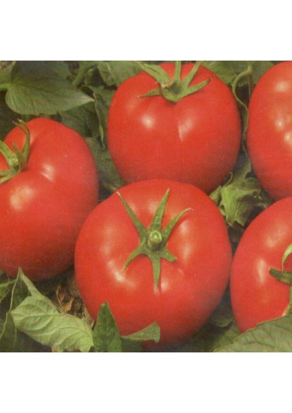 Narita F1 Sırık Domates Tohumu (10 Tohum)