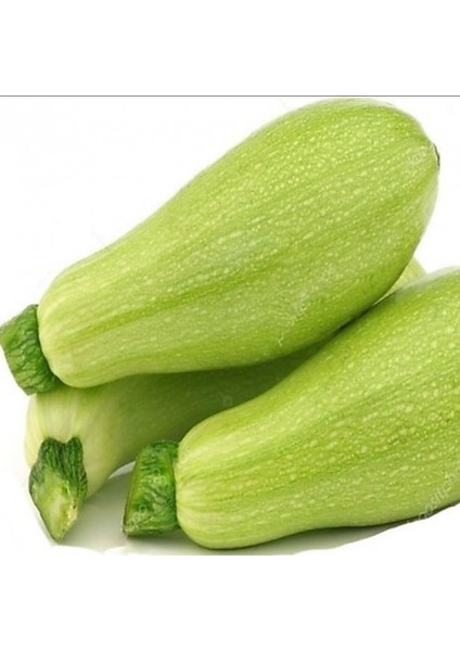 Doğal Geleneksel Kısa Sap Dolka Beyaz Kabak Tohumu (20 Tohum)