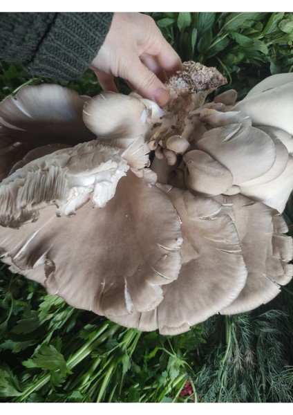 Taze Istiridye Mantarı 1 kg