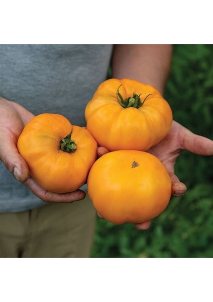 Iri Meyveli Etli Dr.wyche's Yellow Domates Tohumu (15 Tohum) fiyatları