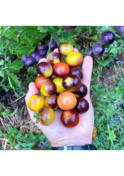 Bosque Bumblebee Cherry Domates Tohumu (15 Tohum)