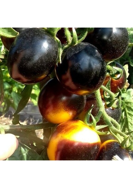 Bosque Bumblebee Cherry Domates Tohumu (15 Tohum) fiyatları