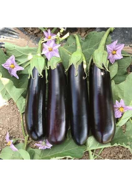 Ata Tohum Geleneksel Etli Yemesi Güzel Kemer Patlıcan Tohumu (70 Tohum)