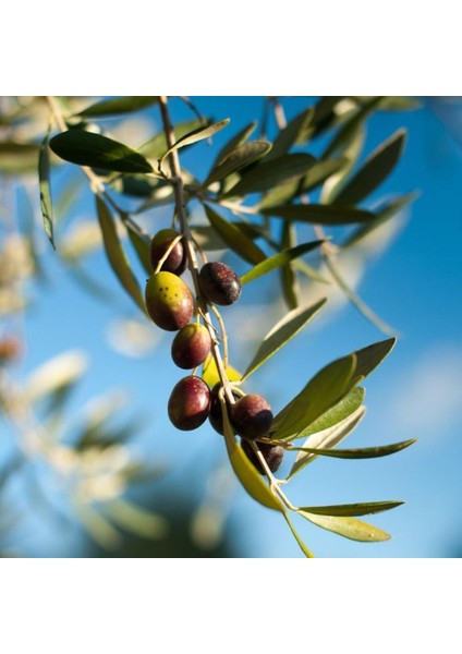 Zeytin Ağacı Fidanı -Arbequına- Aşılı 2 Yaş 20-50 cm Boylarında Tüplü Doğaşık