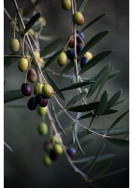 Zeytin Ağacı Fidanı -Arbequına- Aşılı 2 Yaş 20-50 cm Boylarında Tüplü Doğaşık fiyatları