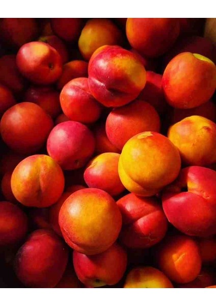 Nektari Fidanı -80 cm Üzeri Boylarında 2 Yaş Saksılı Doğaşık fırsatları