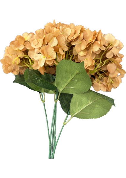 Hardal 5'li Ortanca Demeti modelleri