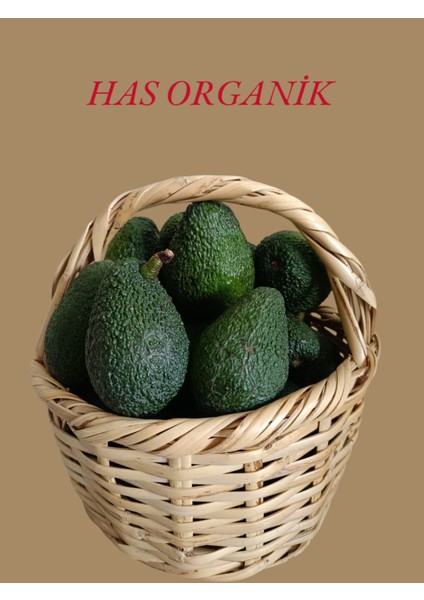 Avokado Taze Hasat 1kg fiyatları
