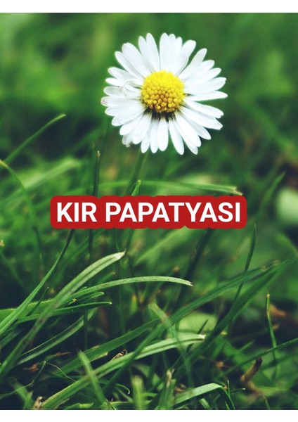 2 Adet Canlı Kır Papatyası Fidesi - Poşetli (5-15 cm.) - Bahçenizde Doğal Güzellik