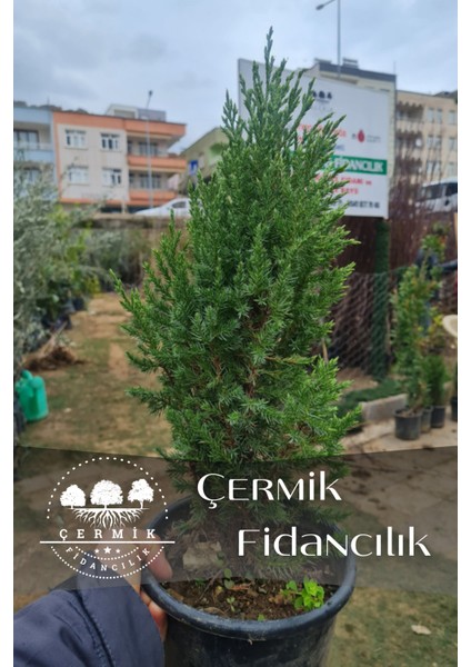 Saksılı Roket Ardıç Çam Fidanı 2 Yaş ( Juniperus Virginiana )