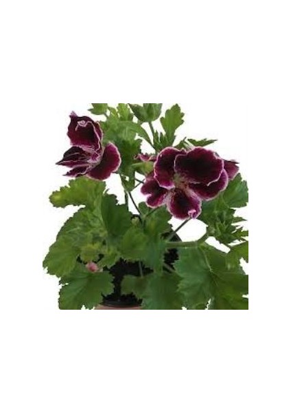 Sardunya Çiçeği Fidanı Bordo 10-20 cm Canan Ceylan Gözü