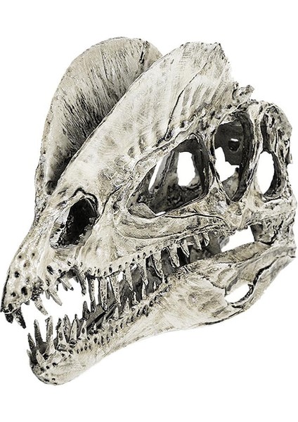 Reçine Dinozor Dilophosaurus Kafatası Öğ (Yurt Dışından)