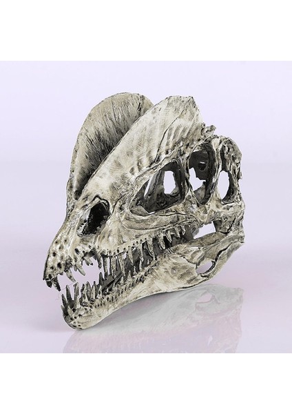 Reçine Dinozor Dilophosaurus Kafatası Öğ (Yurt Dışından)
