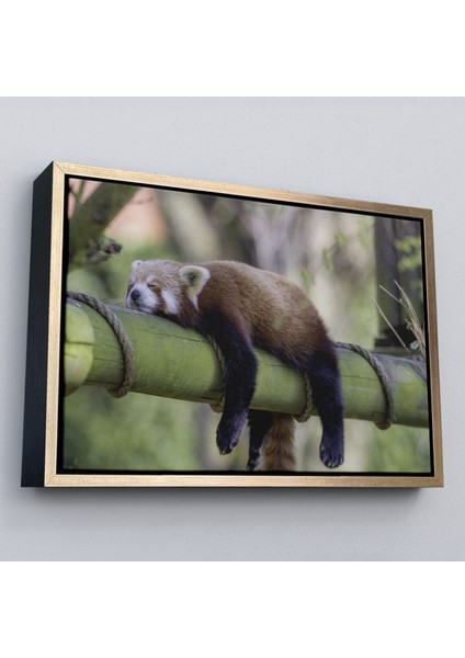 Çerçeveli Kırmızı Panda Dekoratif Kanvas TABLO-1140