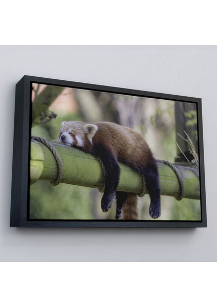Çerçeveli Kırmızı Panda Dekoratif Kanvas TABLO-1140 modelleri