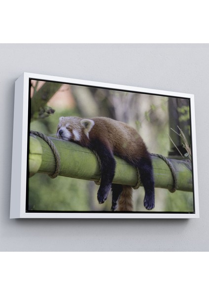 Çerçeveli Kırmızı Panda Dekoratif Kanvas TABLO-1140 fırsatları