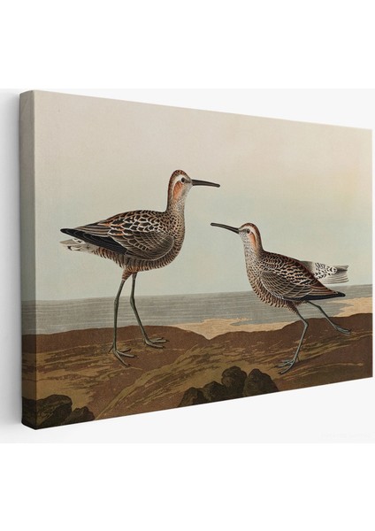 Uzun Bacaklı Çulluk Vintage Tablosu