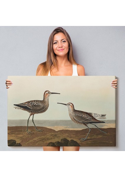 Uzun Bacaklı Çulluk Vintage Tablosu fiyatları