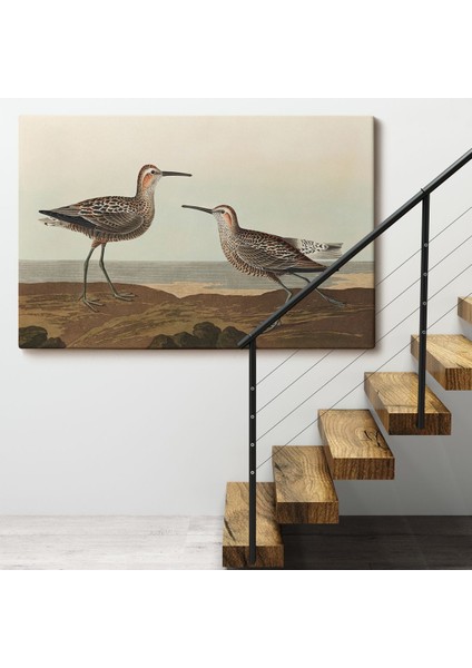 Uzun Bacaklı Çulluk Vintage Tablosu fırsatları