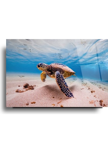 Deniz Kaplumbağası Cam Tablo | Hediyelik, Dekoratif, Ofis, Mutfak modelleri