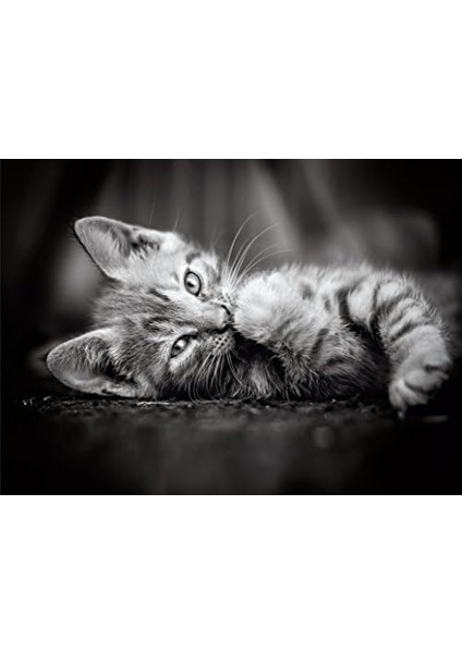 39422 Kedi Yavruları Yetişkinler ve Çocuklar Için Hqc 1000 Parça Yapboz