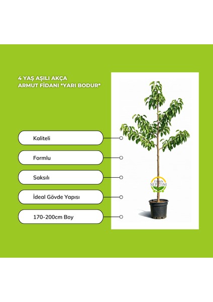 4 Yaş Aşılı Akça Armut Fidanı *yarı Bodur*
