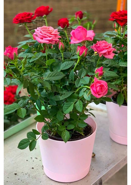 Mini Gül – Minyatür Saksı Gülü Pembe 10 Adet fırsatları