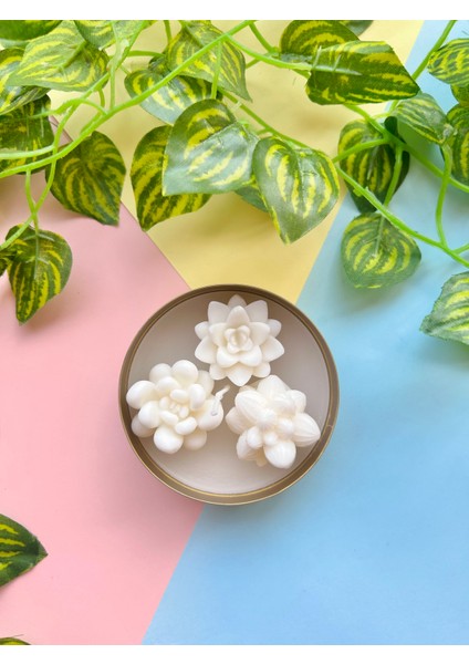 Metal Kutuda Beyaz Sukulent Mum I Dekoratif I Hediyelik I Soya Wax I El Yapımı