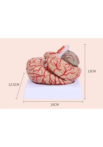 Arterli Beyin Modeli - Beyin Maketi, 9 Parça