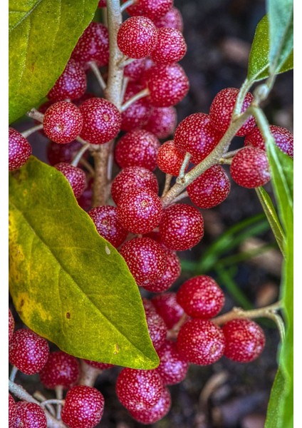 Japon Iğdesi, Güz Zeytini Veya Güz Yemişi (Elaeagnus Umbellata) 2