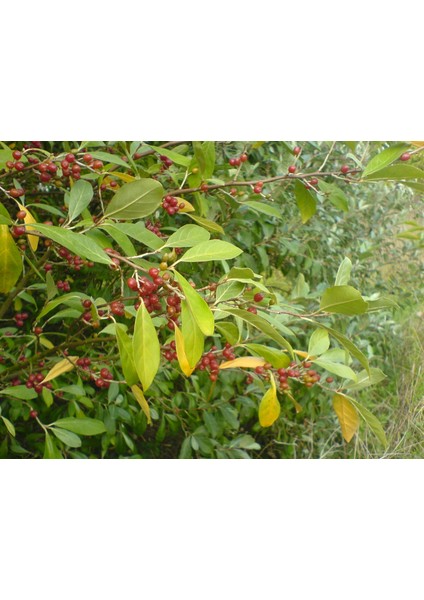Japon Iğdesi, Güz Zeytini Veya Güz Yemişi (Elaeagnus Umbellata) 2