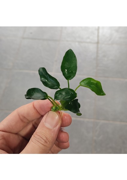Anubias Nana Petite 4-6 Yaprak