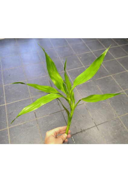 Dracaena Sanderiana (Şans Bambusu)