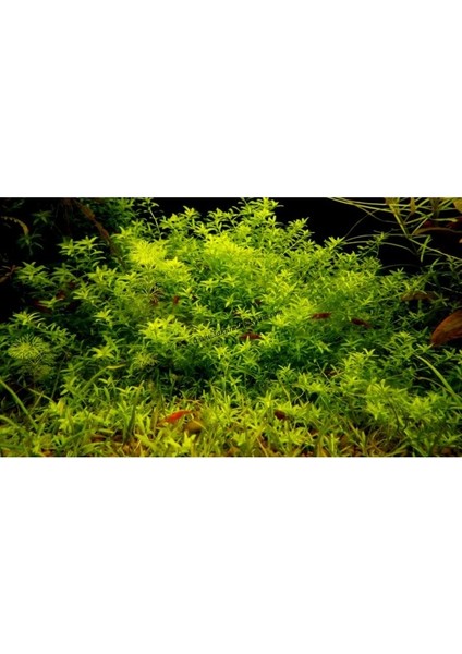 Micranthemum Micranthemoides In Vitro