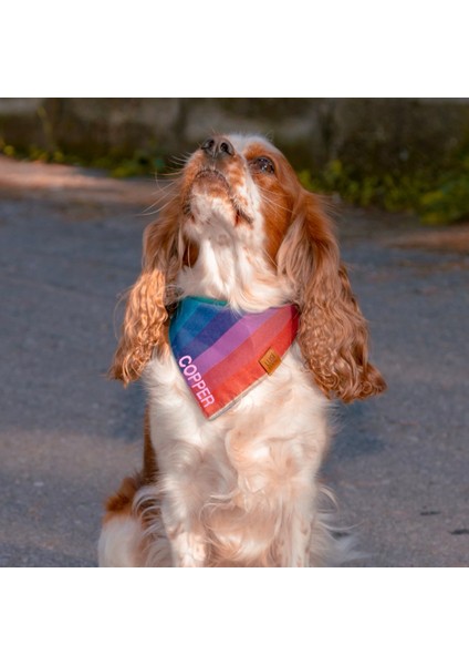 Isme Özel Köpek Bandana Isimli Köpek Fular Kişiselleştirilebilir Köpek Bandanası (Gökkuşağı Desenli)